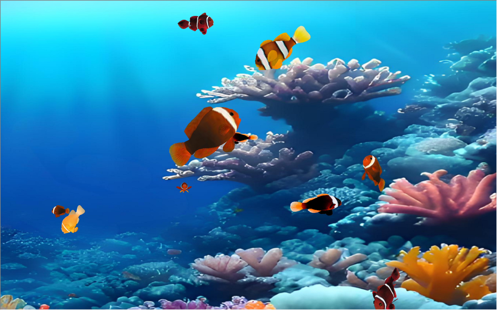 Coral Clownfish Tank