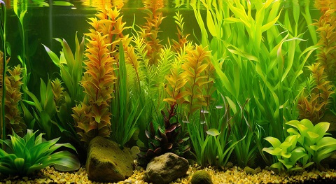 Dutch style aquarium landscaping