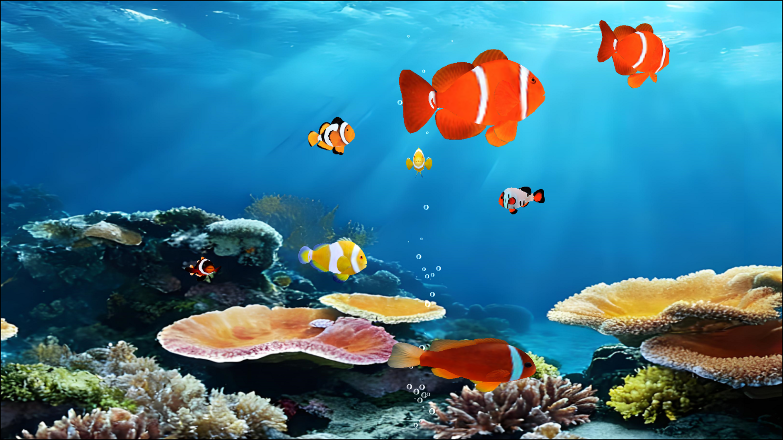 Tropical Clownfish 