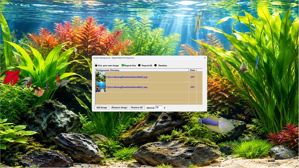Betta Fish Tank